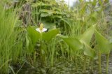 Calla palustris