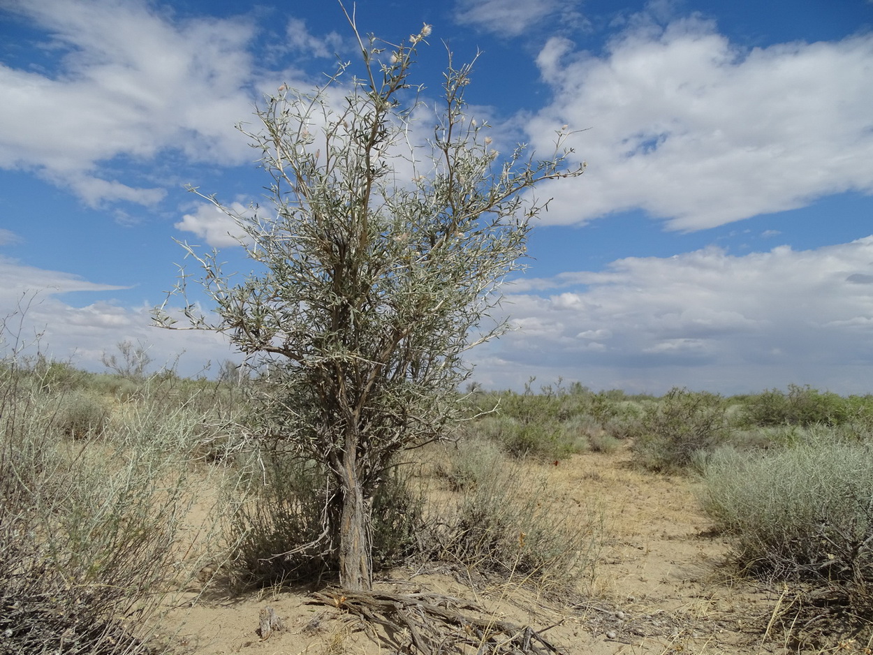 Image of Astragalus brachypus specimen.