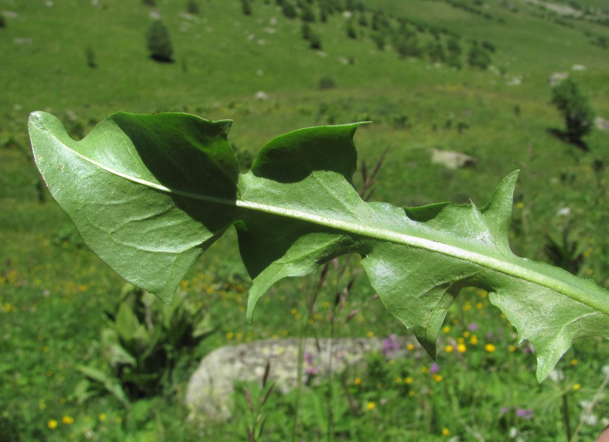 Изображение особи род Taraxacum.