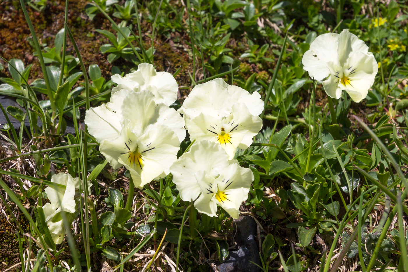 Изображение особи Viola oreades.