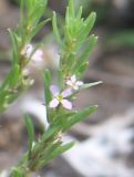 Lythrum thymifolia