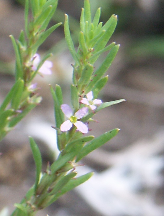 Image of Lythrum thymifolia specimen.