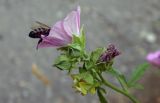 Althaea cannabina