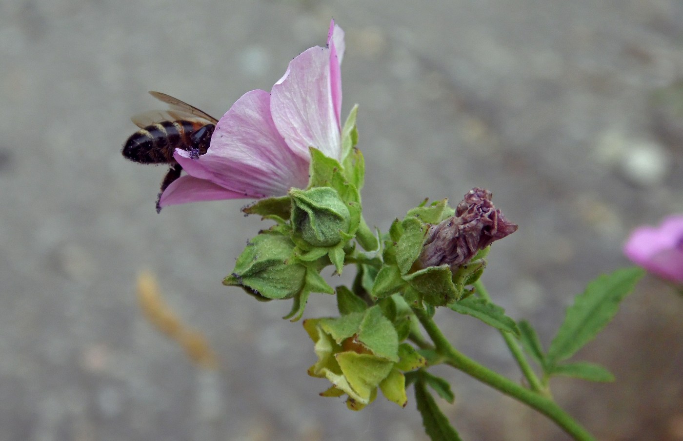 Image of Althaea cannabina specimen.