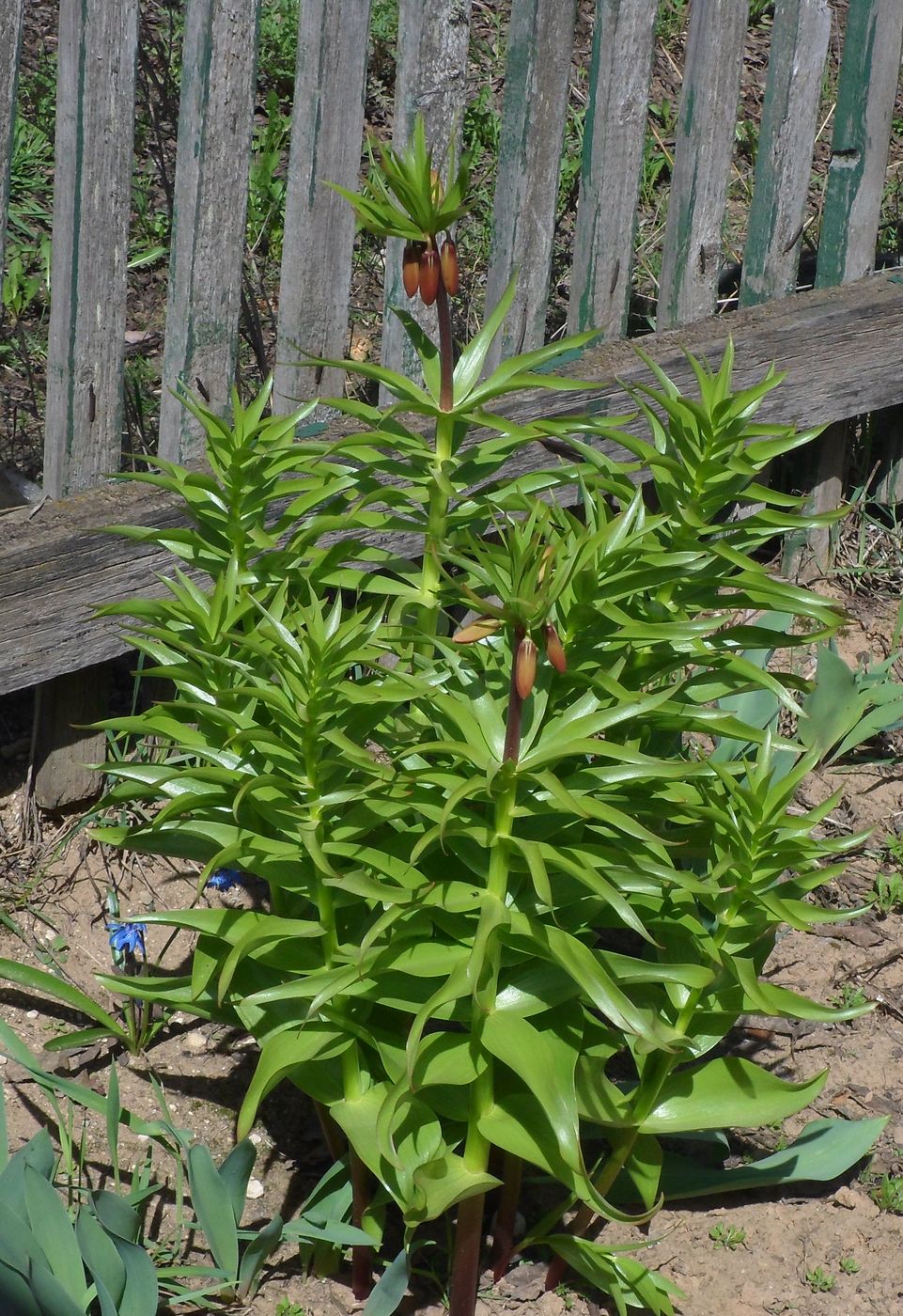 Изображение особи Fritillaria imperialis.