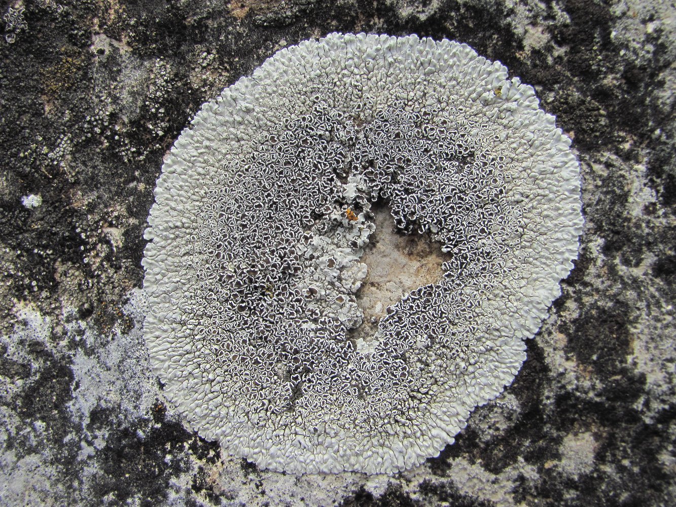 Изображение особи Lecanora muralis.