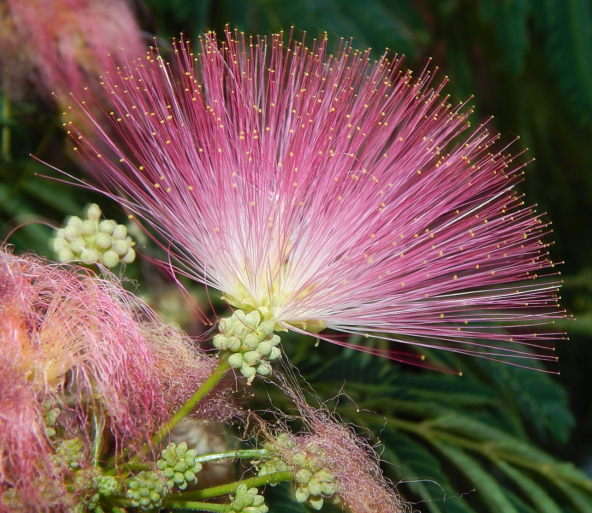 Image of Albizia julibrissin specimen.