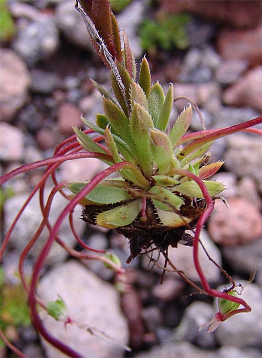 Image of Saxifraga flagellaris specimen.