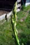 Asparagus officinalis. Верхушка вегетирующего растения. Свердловская обл., окр. г. Североуральск, дачный участок. 01.06.2019.