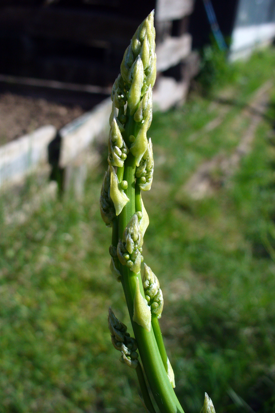 Изображение особи Asparagus officinalis.