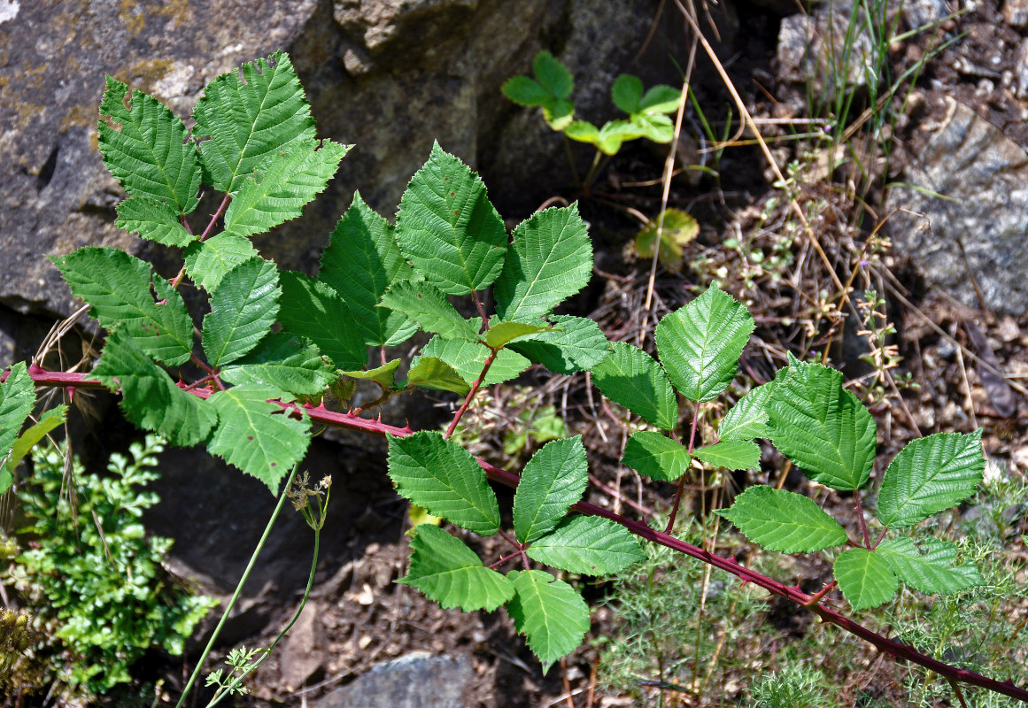 Изображение особи род Rubus.