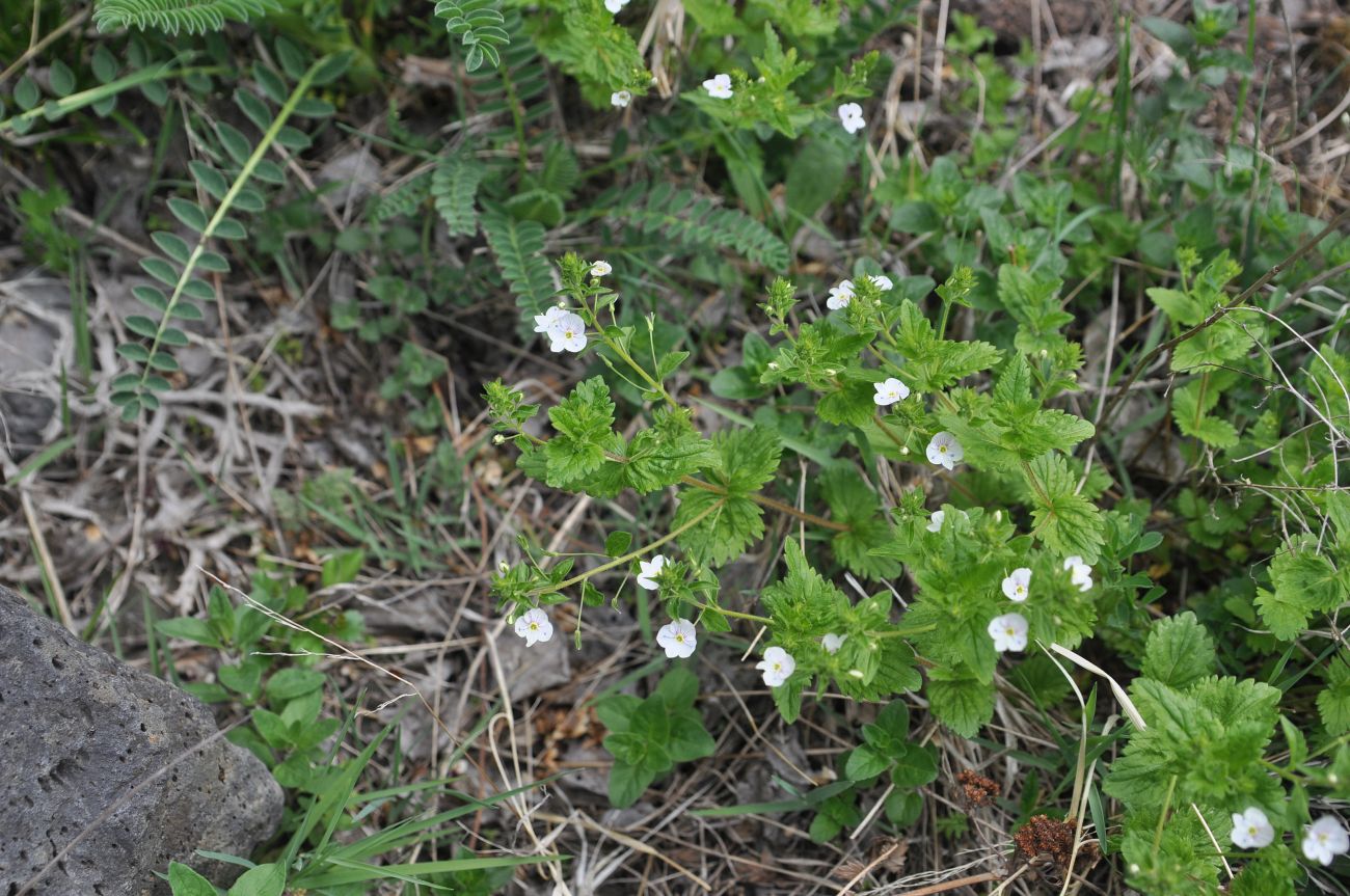 Изображение особи Veronica peduncularis.