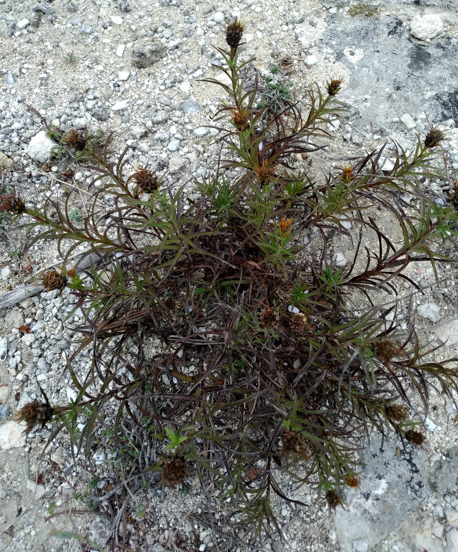 Image of Inula ensifolia specimen.