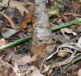 genus Crinum