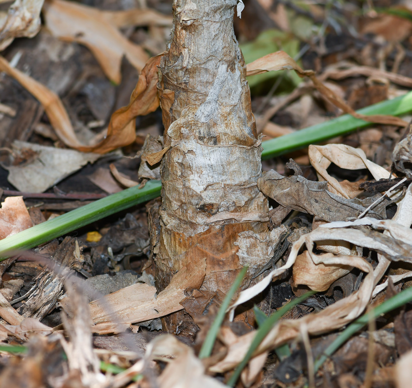 Изображение особи род Crinum.