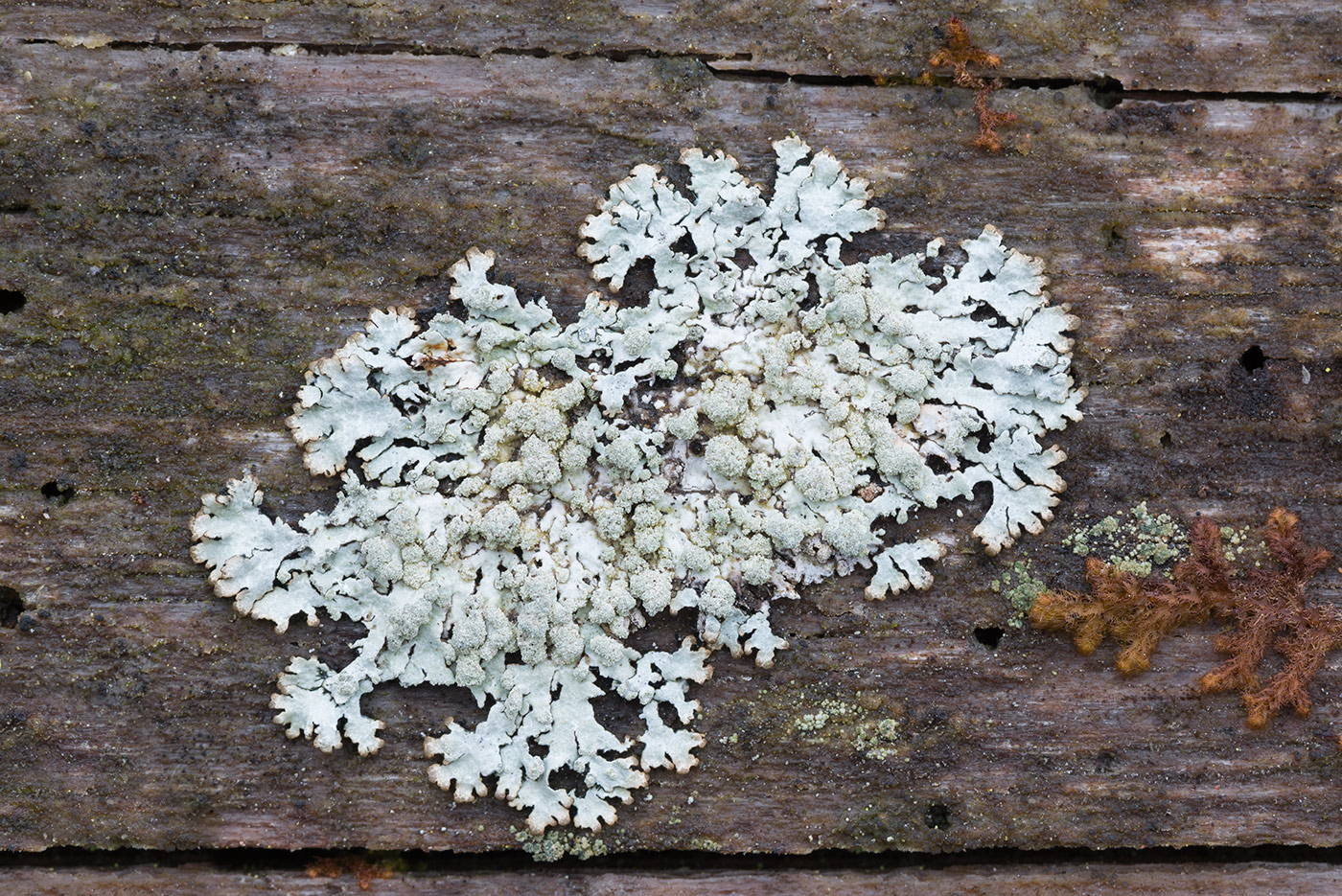 Image of Parmeliopsis hyperopta specimen.