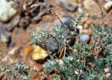 Bassia prostrata. Верхушки побегов с соцветиями. Алтай, Кош-Агачский р-н, долина р. Кызыл-Чин, ≈ 1700 м н.у.м., горная полупустыня. 12.06.2019.