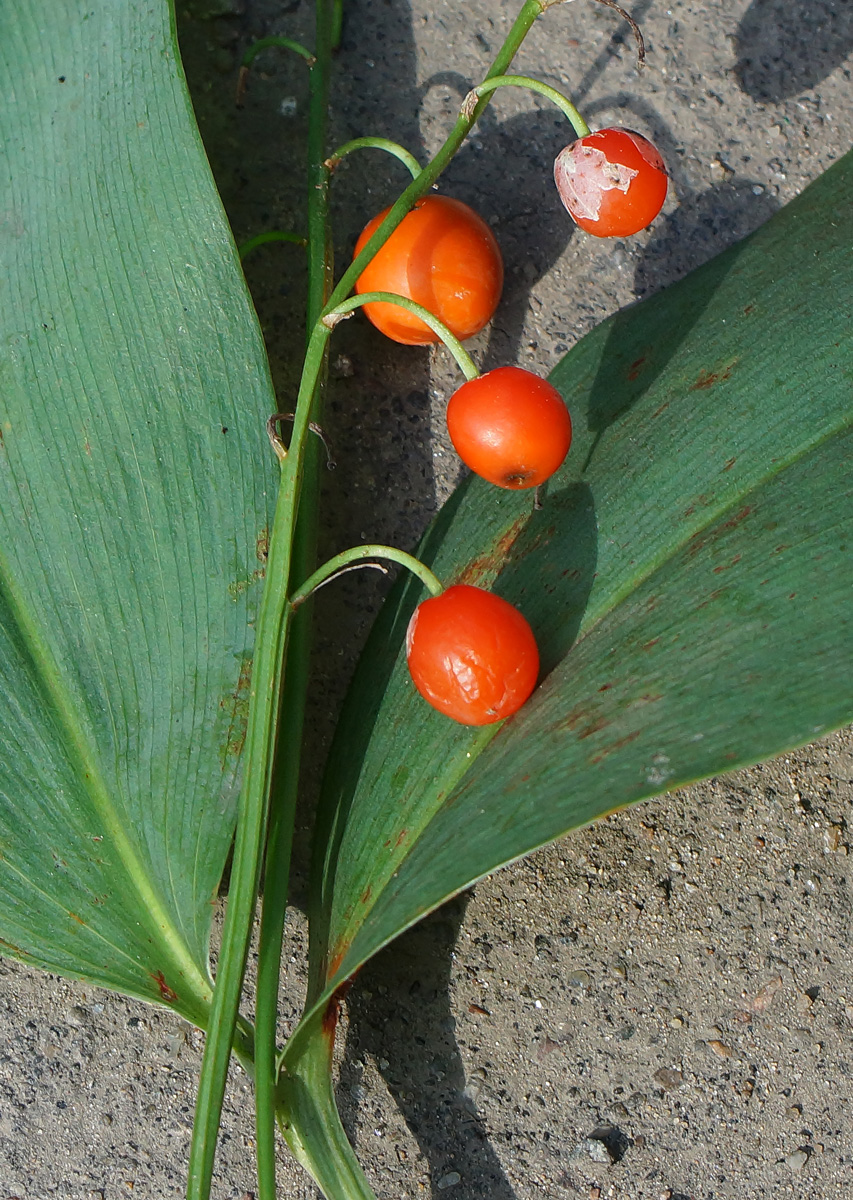 Изображение особи Convallaria majalis.