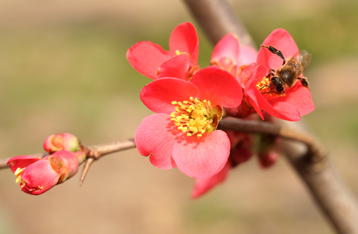 Изображение особи род Chaenomeles.