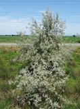 Elaeagnus angustifolia