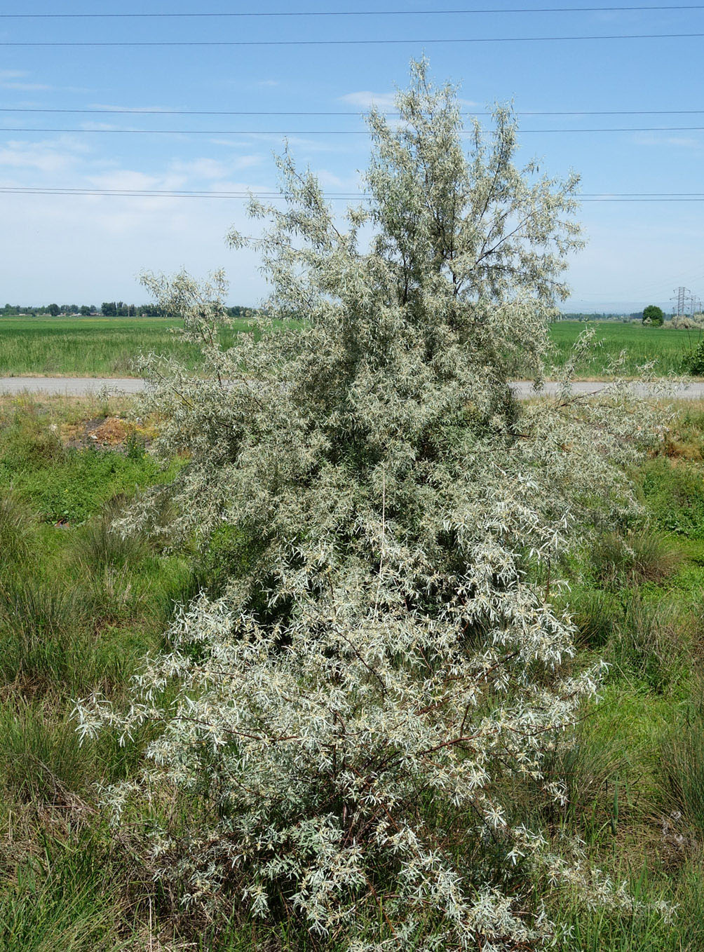 Image of Elaeagnus angustifolia specimen.