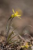 Gagea bulbifera