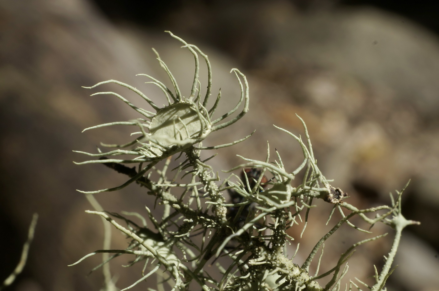 Image of Usnea florida specimen.