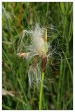 Eriophorum latifolium. Соплодие. Республика Татарстан, Верхнеуслонский р-н, д. Ст. Барышево. 25.06.2010.