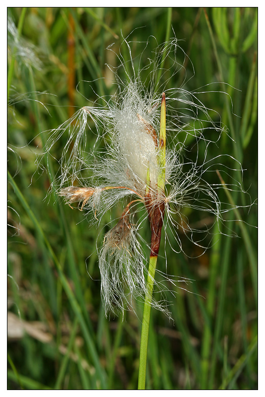 Изображение особи Eriophorum latifolium.