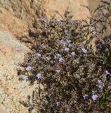 род Limonium. Верхушка цветущего растения. Испания, автономное сообщество Каталония, провинция Жирона, комарка Баш-Эмпорда, муниципалитет Бегур, бухта Aiguablava, обнажения лейкогранита на абразионной береговой террасе. 25.09.2019.