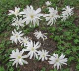 Magnolia stellata. Фрагмент кроны цветущего растения. Московская обл., Щёлковский р-н, в культуре. 05.05.2020.