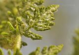 genus Woodsia