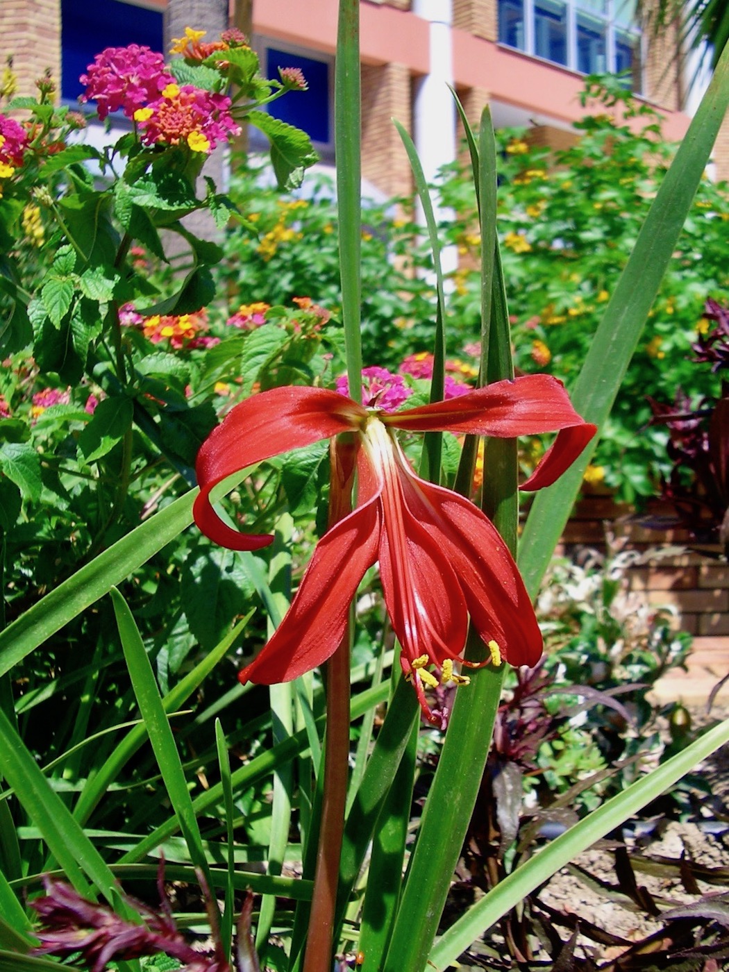 Image of Sprekelia formosissima specimen.