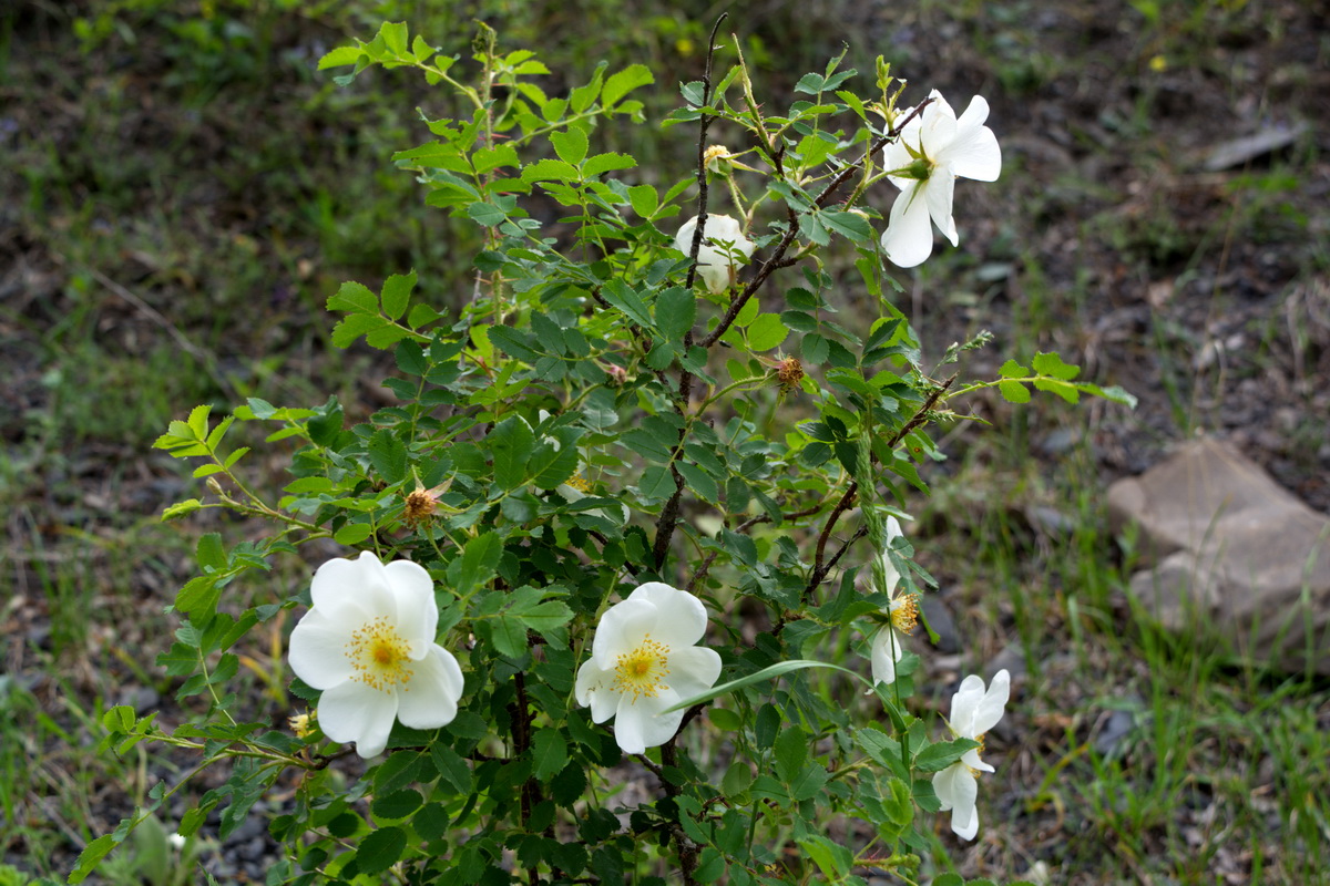 Image of genus Rosa specimen.