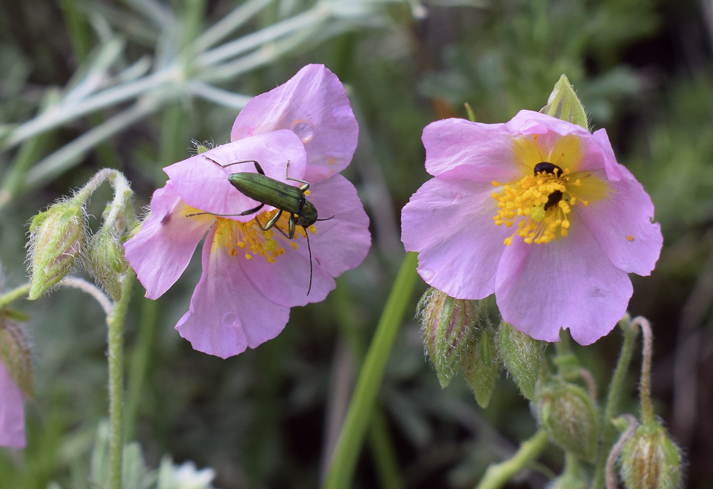 Изображение особи Helianthemum apenninum.