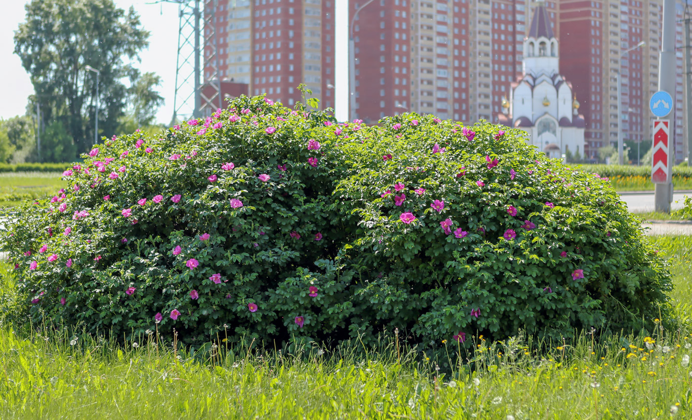 Изображение особи Rosa rugosa.