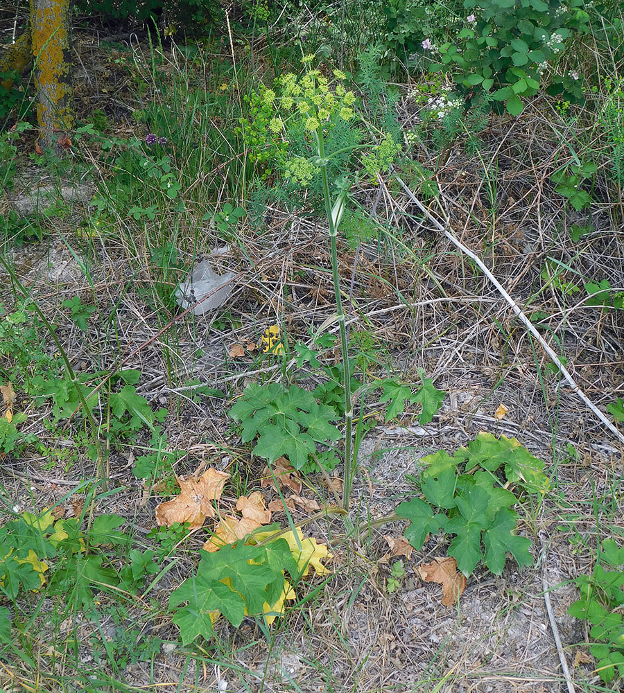 Изображение особи Heracleum sibiricum.