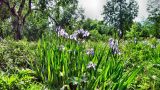Iris setosa. Цветущие растения. Камчатский край, Елизовский р-н, природный парк \"Вулканы Камчатки\", кордон Центральный, сухой луг, 21.07.2010.