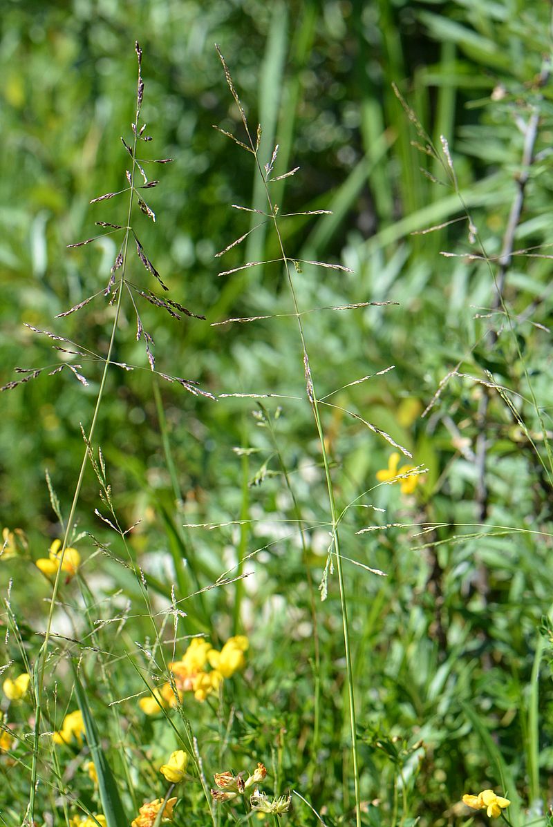 Изображение особи Puccinellia distans.