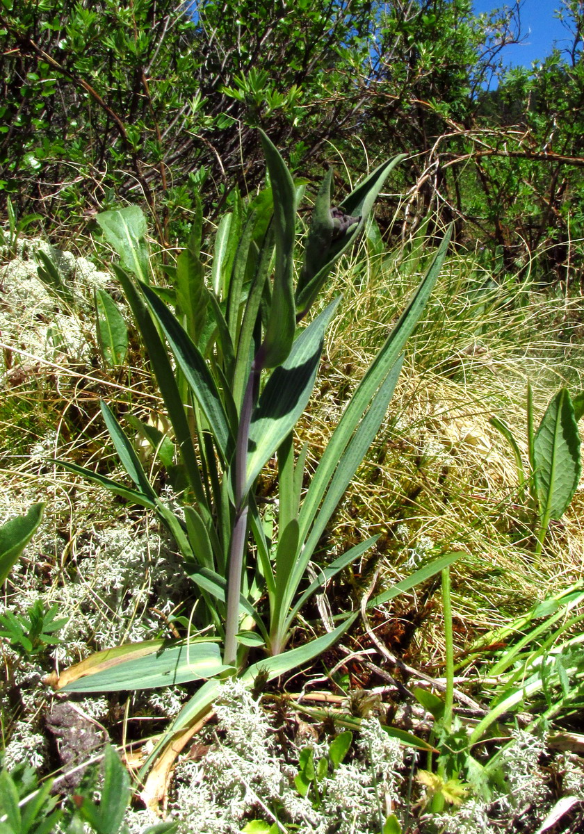 Image of Bupleurum tuschkanczik specimen.