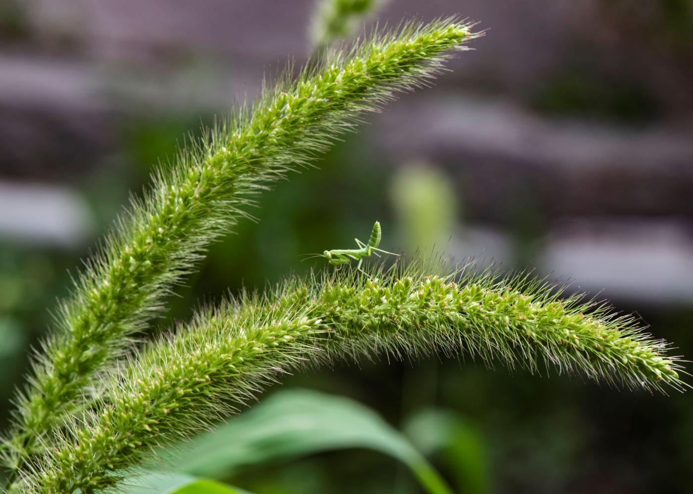 Image of genus Setaria specimen.