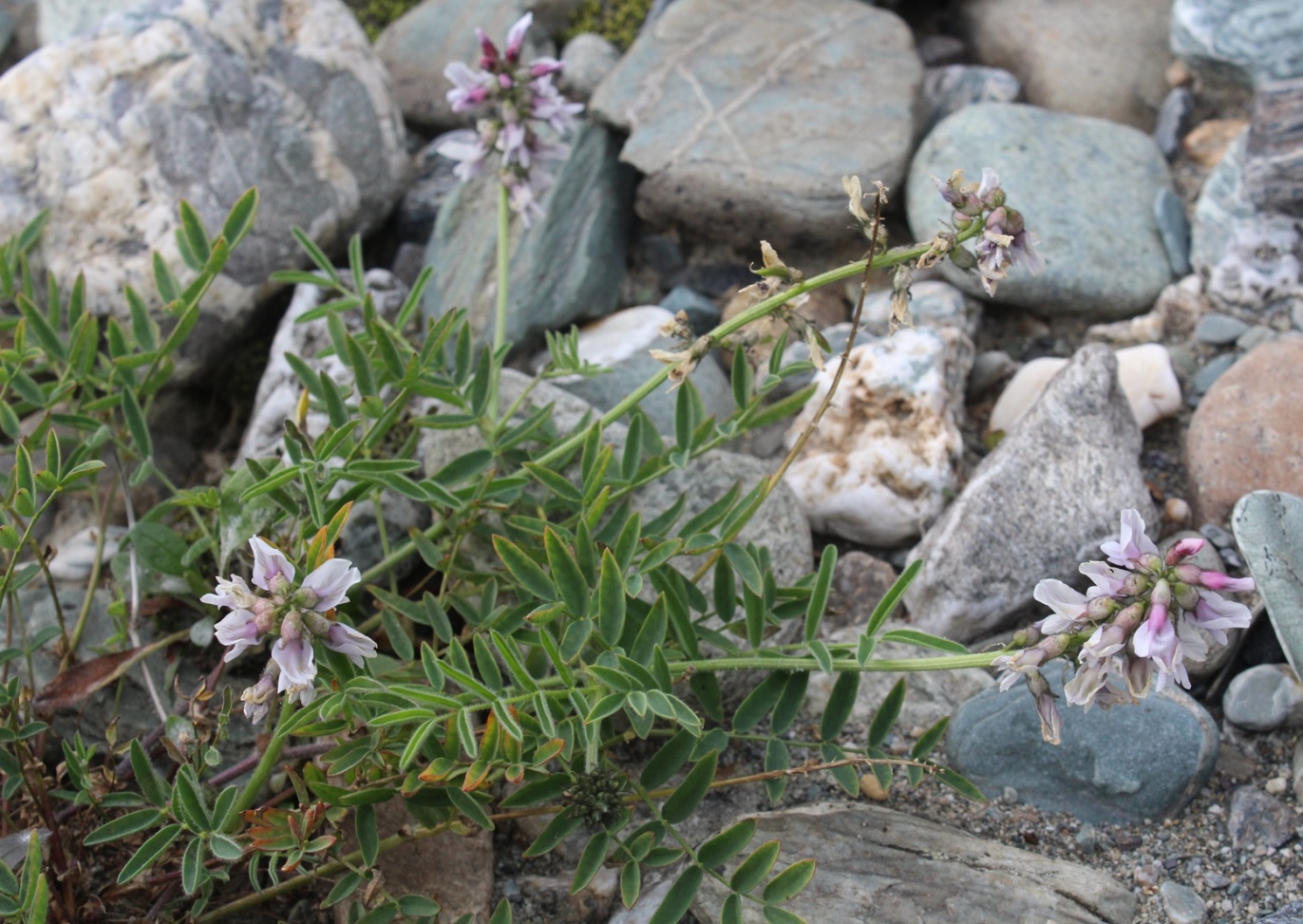 Изображение особи Astragalus gorodkovii.