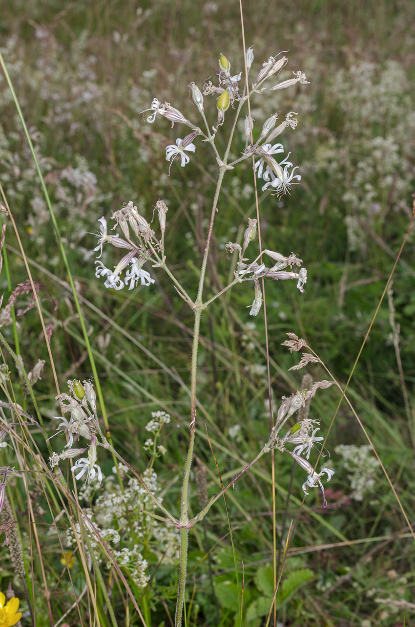 Изображение особи Silene nutans.