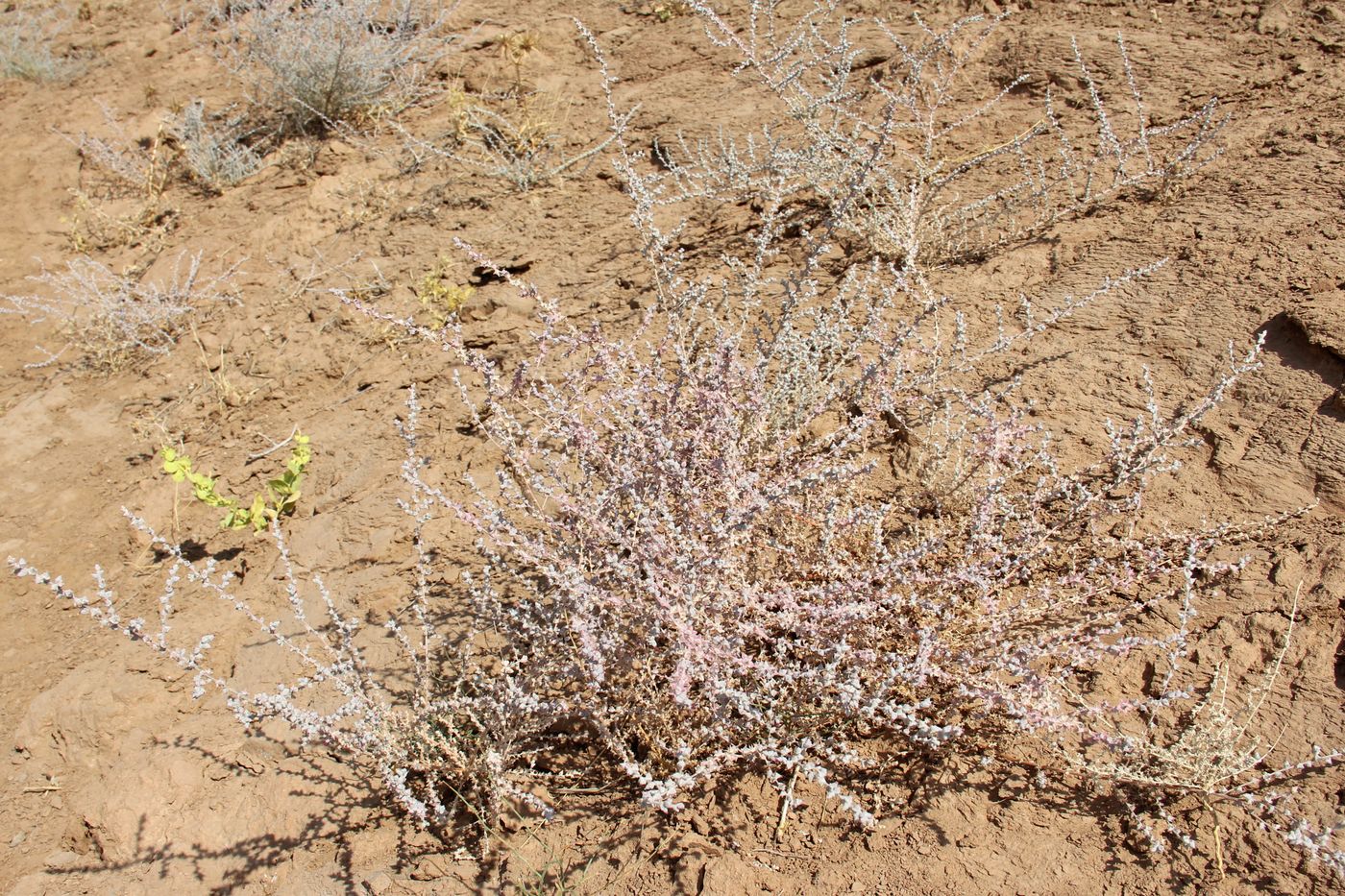Image of Salsola leptoclada specimen.