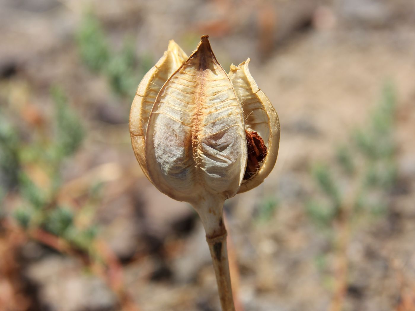 Image of Tulipa dubia specimen.