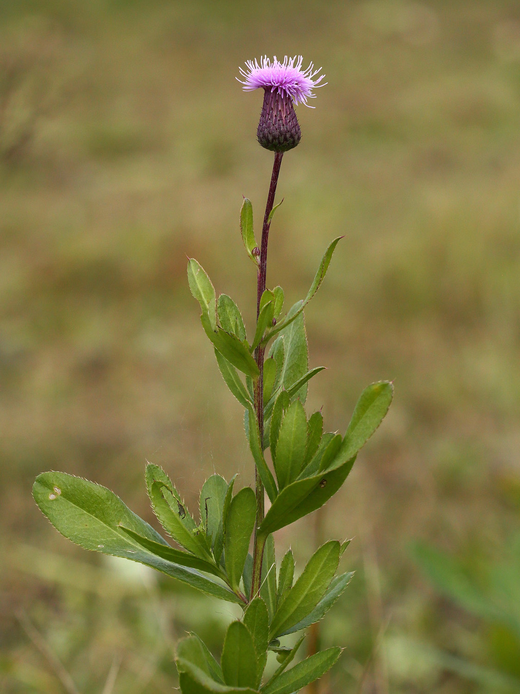 Image of Cirsium setosum specimen.