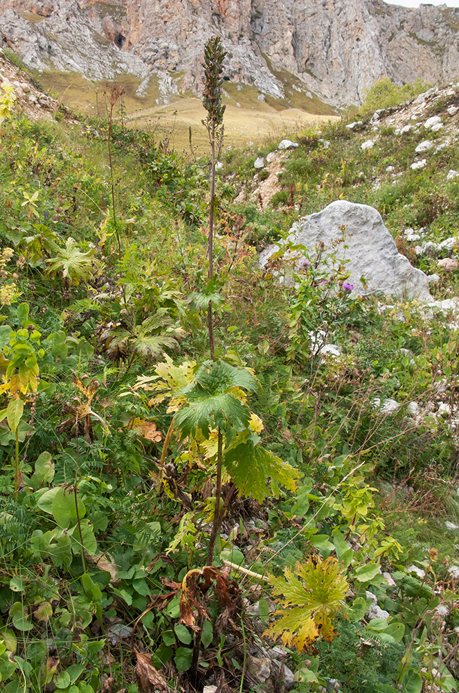 Image of Aconitum orientale specimen.