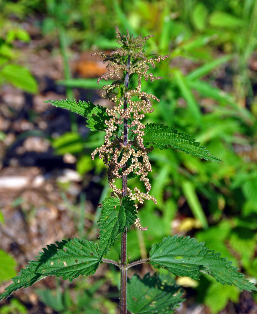 Изображение особи Urtica dioica.