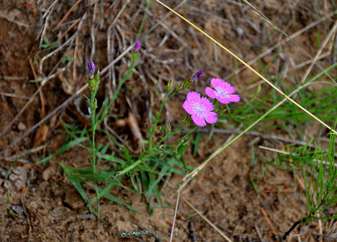 Image of Dianthus fischeri specimen.