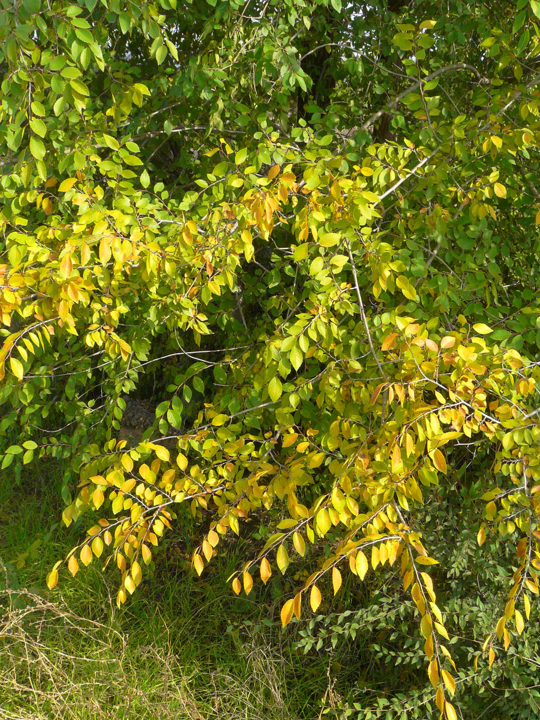Image of Ulmus pumila specimen.